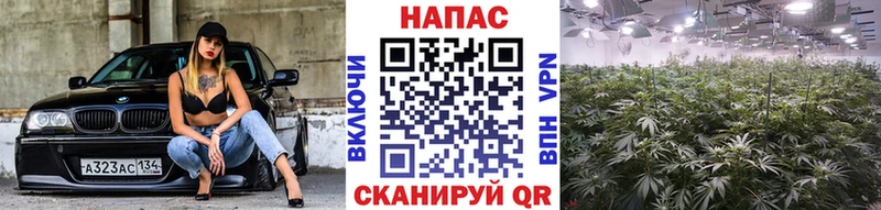 Марихуана THC 21% Гатчина